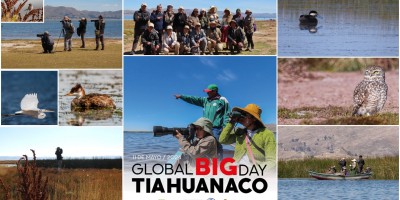 Tiahuanaco se posiciona como destino para el avistamiento de aves